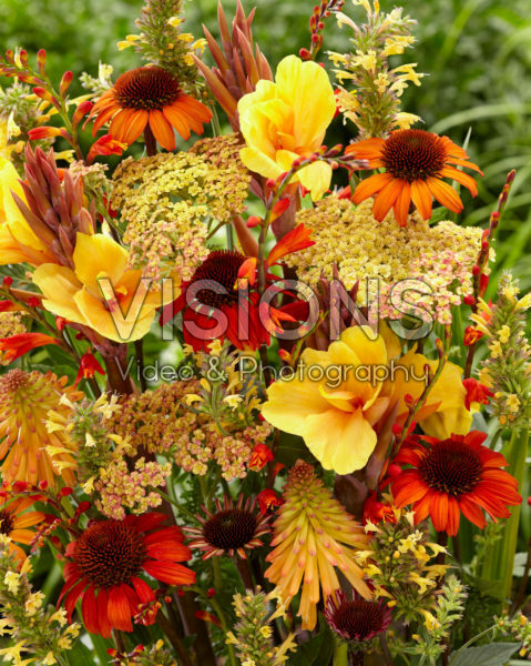 Perennial flower mix Perennial flower mix
