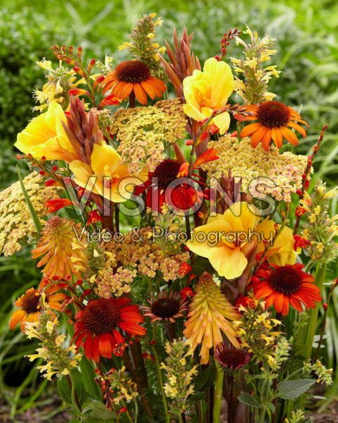 Perennial flower mix Perennial flower mix