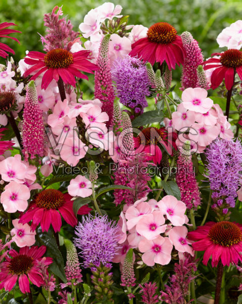 Perennial flower mix Perennial flower mix