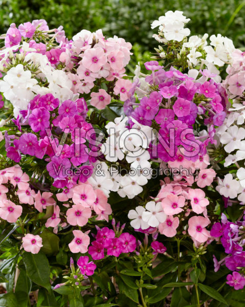 Phlox mix Phlox mix