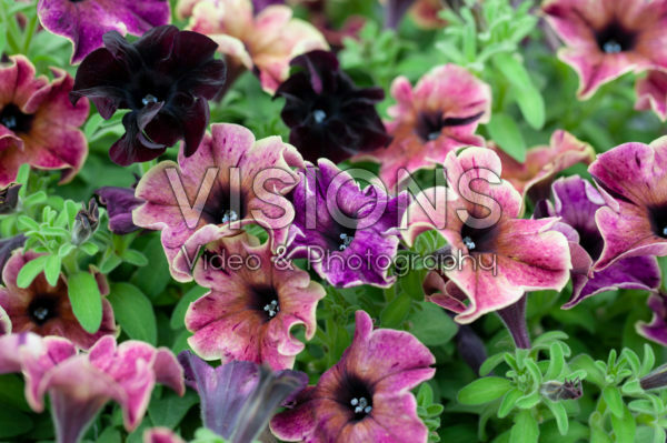 Petunia Happy Magic Giant Velvet Wash Petunia Happy Magic Giant Velvet Wash