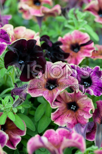 Petunia Happy Magic Giant Velvet Wash Petunia Happy Magic Giant Velvet Wash