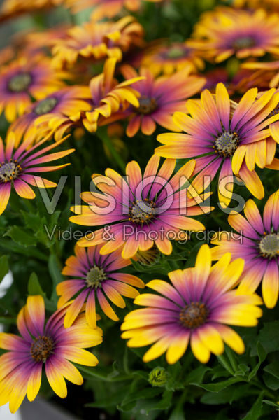 Osteospermum ecklonis Purple Sun Osteospermum ecklonis Purple Sun