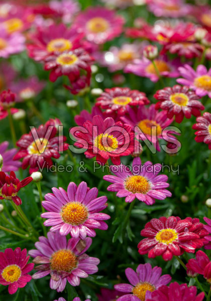 Argryranthemum Angelic â„¢ Ruby Argryranthemum Angelic â„¢ Ruby