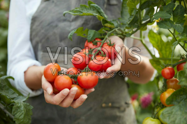 Harvesting tomatoes Harvesting tomatoes
