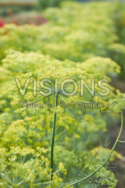 Anethum graveolens Anethum graveolens