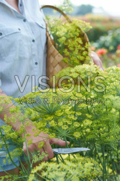 Anethum graveolens flowers Anethum graveolens flowers