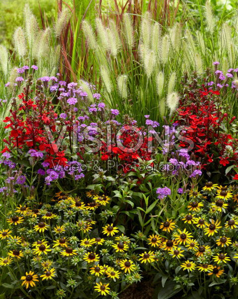 Mixed perennials Mixed perennials