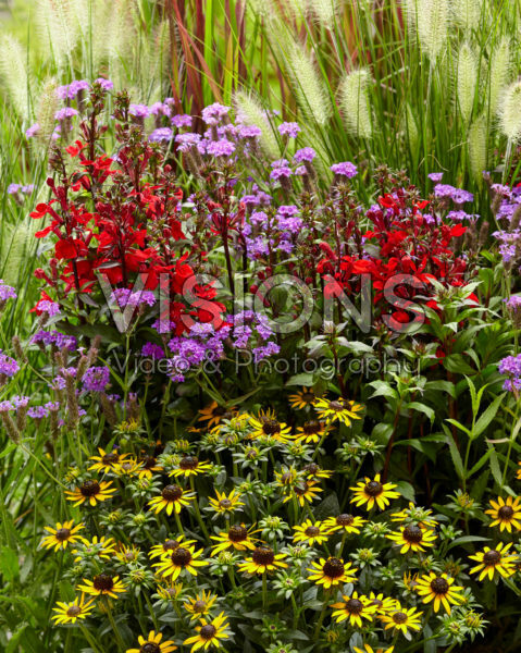 Mixed perennials Mixed perennials