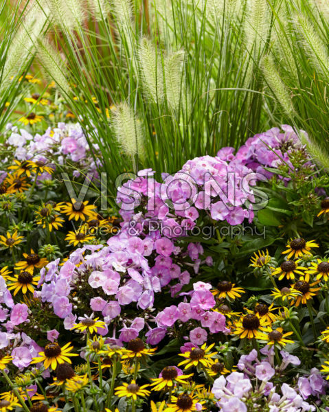 Mixed perennials Mixed perennials