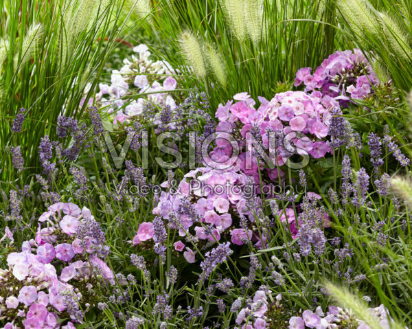 Mixed perennials Mixed perennials