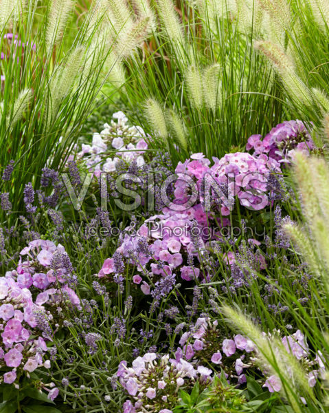 Mixed perennials Mixed perennials