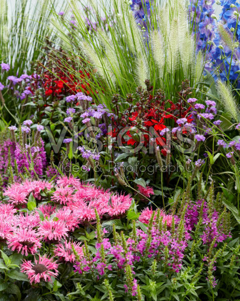 Mixed perennials Mixed perennials