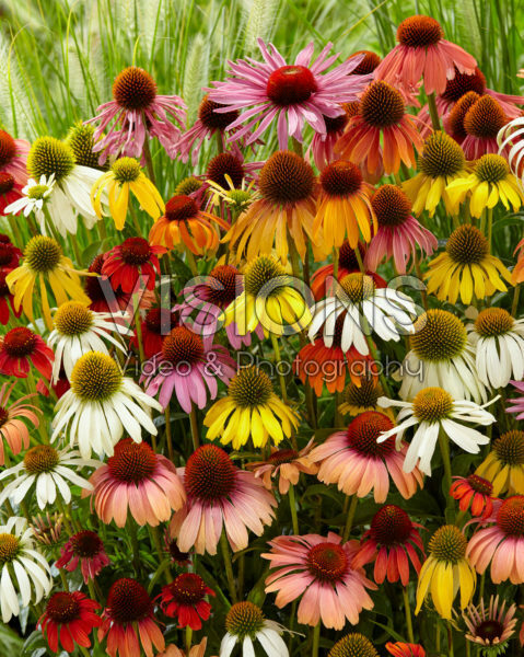 Echinacea mix Echinacea mix