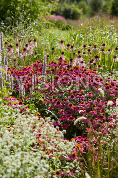 Perennial garden Perennial garden