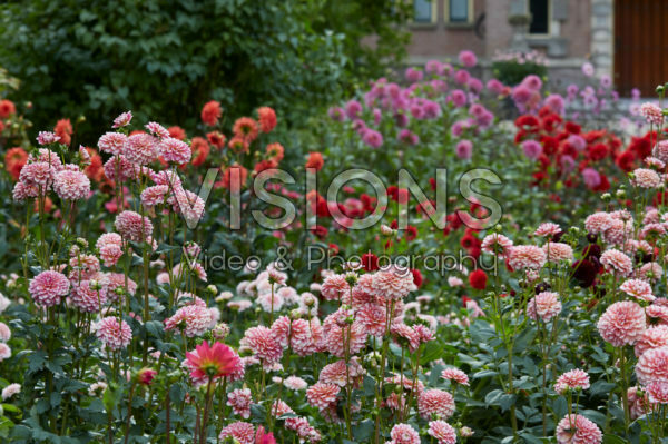 Dahlia border Dahlia border