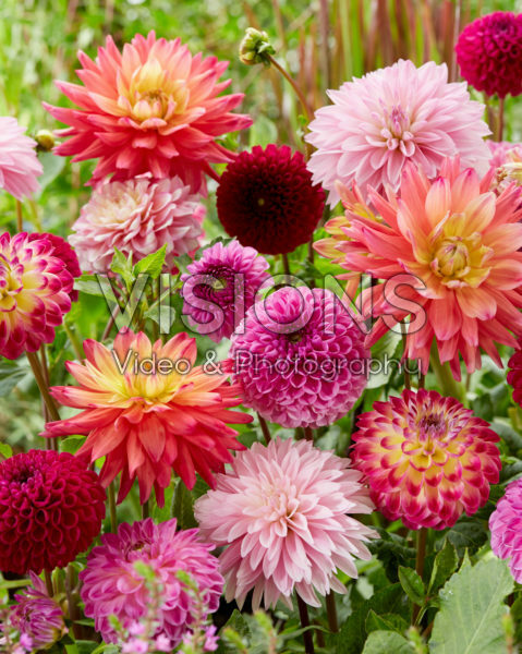 Dahlia mix Dahlia mix