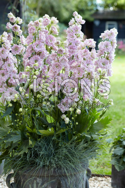 Delphinium Cinderella Delphinium Cinderella
