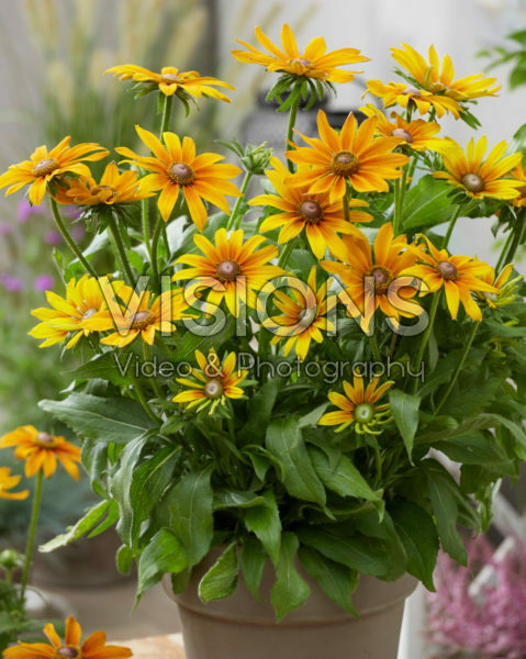Rudbeckia Joyful SmileyZ Rudbeckia Joyful SmileyZ