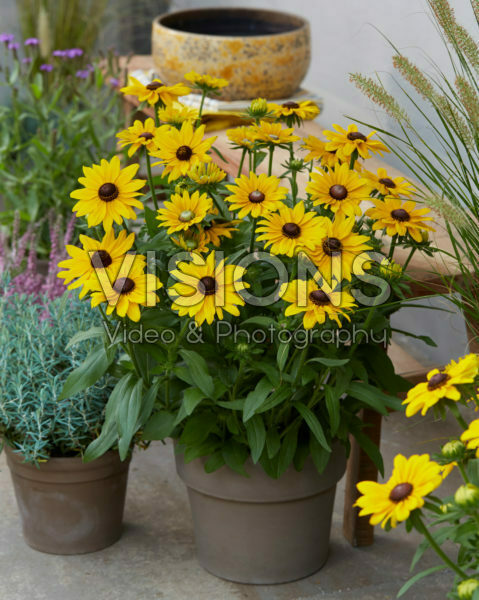 Rudbeckia Lucky SmileyZ Rudbeckia Lucky SmileyZ