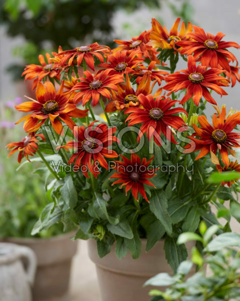 Rudbeckia Lovely SmileyZ Rudbeckia Lovely SmileyZ