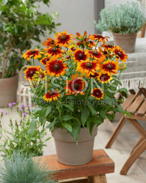 Rudbeckia Garden Smileyz Rudbeckia Garden Smileyz