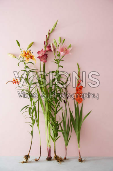 Contemporary summer flower series Contemporary summer flower series