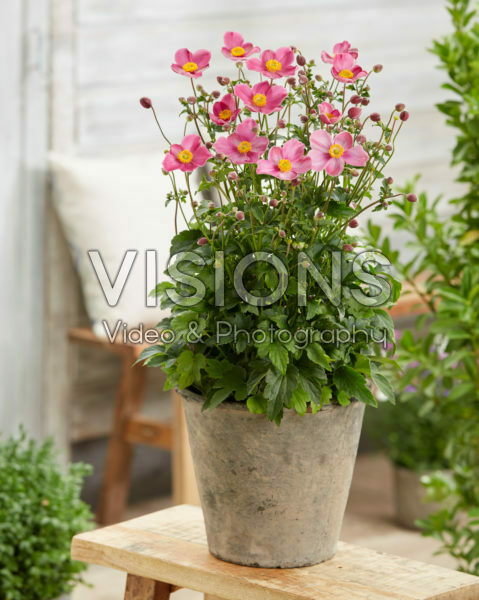 Anemone hupehensis Fantasy Jasmine Anemone hupehensis Fantasy Jasmine
