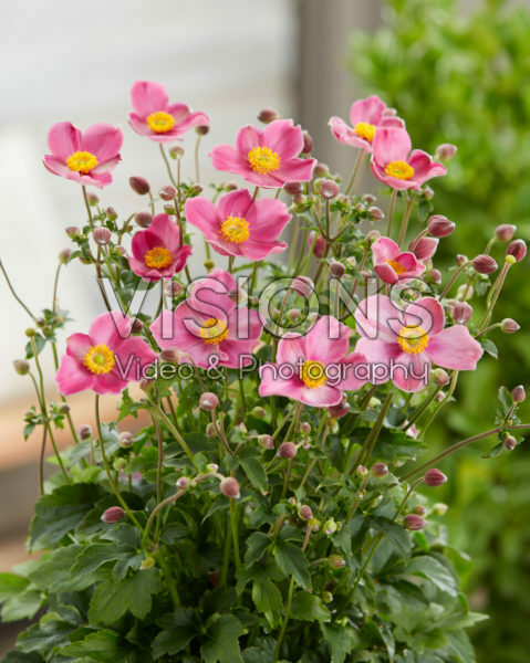 Anemone hupehensis Fantasy Jasmine Anemone hupehensis Fantasy Jasmine