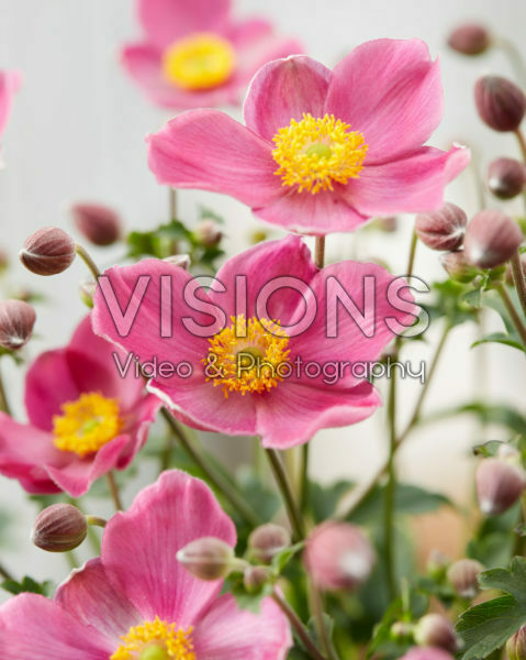 Anemone hupehensis Fantasy Jasmine Anemone hupehensis Fantasy Jasmine