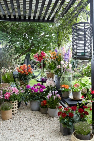 Summer flower collection Summer flower collection