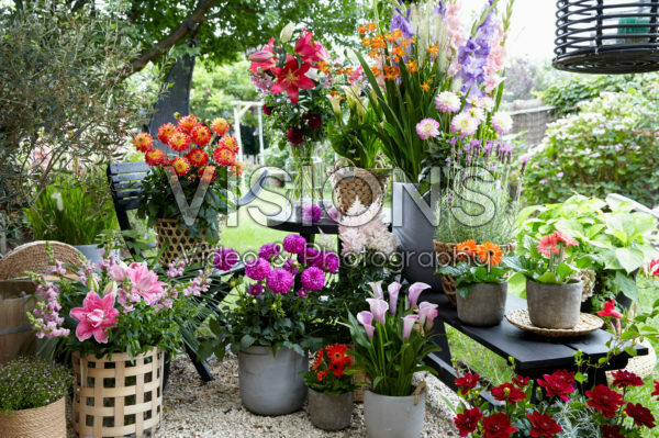 Summer flower collection Summer flower collection