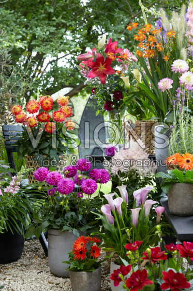 Summer flower collection Summer flower collection