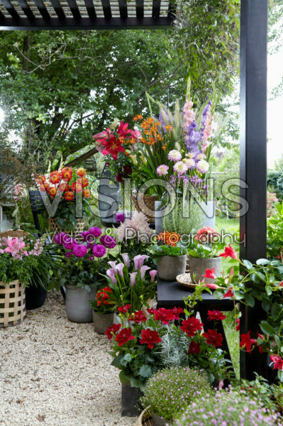 Summer flower collection Summer flower collection