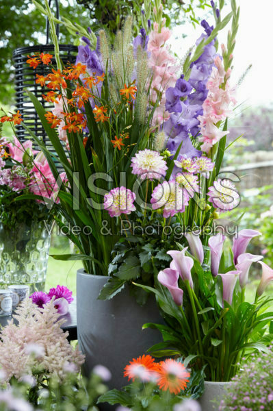 Summer flower collection Summer flower collection
