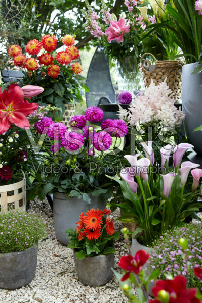 Summer flower collection Summer flower collection