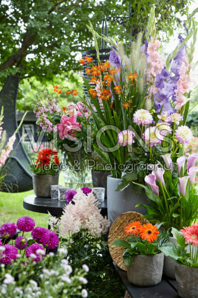 Summer flower collection Summer flower collection