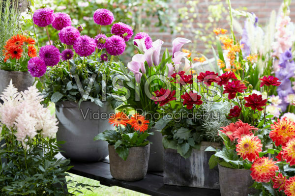 Summer flower collection Summer flower collection