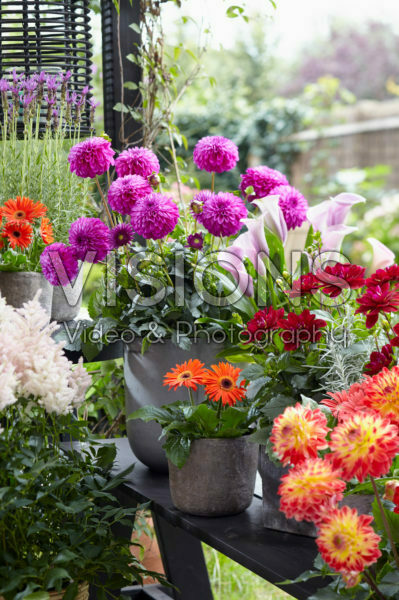 Summer flower collection Summer flower collection