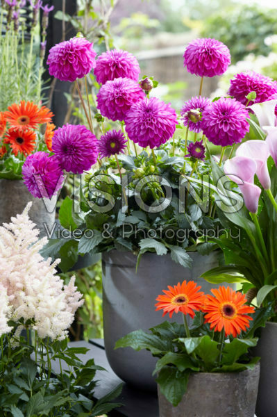 Dahlia on pot Dahlia on pot