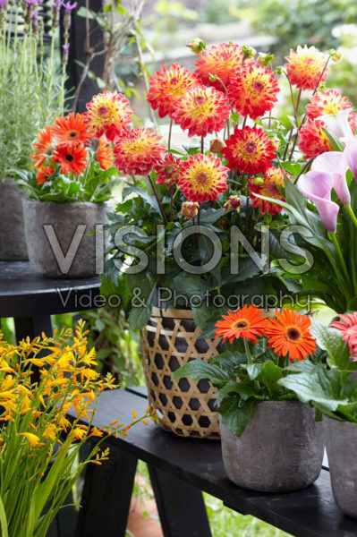 Dahlia on pot Dahlia on pot