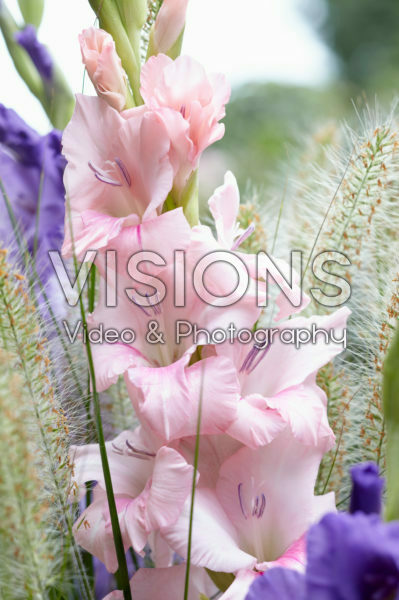 Gladiolus pink Gladiolus pink