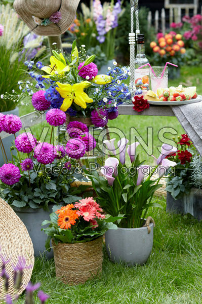Summer flower collection Summer flower collection