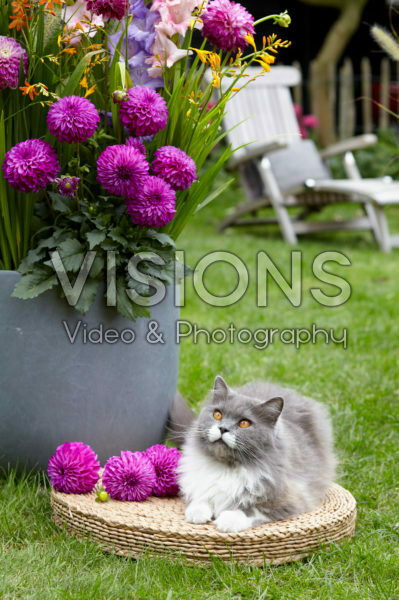 Cat beside summer container Cat beside summer container