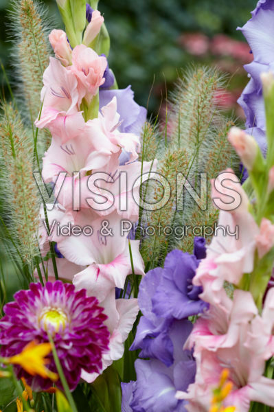 Summer flowers Summer flowers