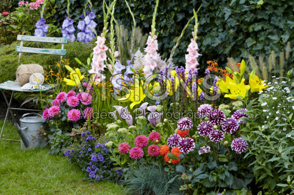 Summer flowering bulbs in border Summer flowering bulbs in border