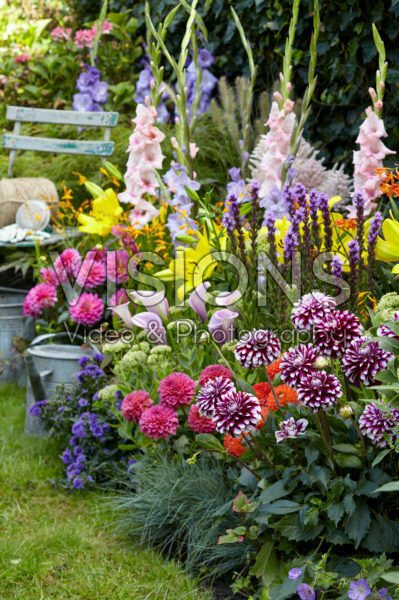 Summer flowering bulbs in border Summer flowering bulbs in border