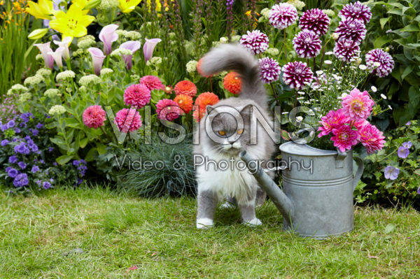 Summer flowering bulbs in border Summer flowering bulbs in border
