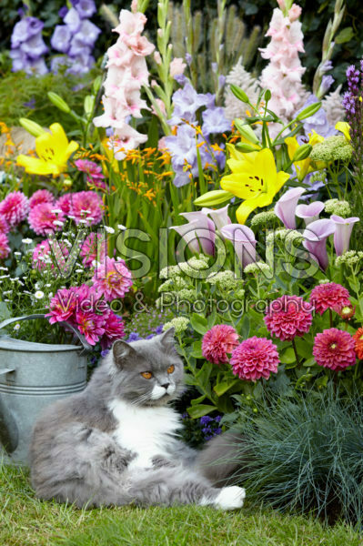 Summer flowering bulbs in border Summer flowering bulbs in border