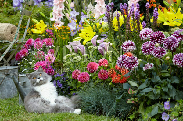 Summer flowering bulbs in border Summer flowering bulbs in border